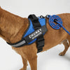 Personalized Front-Attachment No-Pull Harness